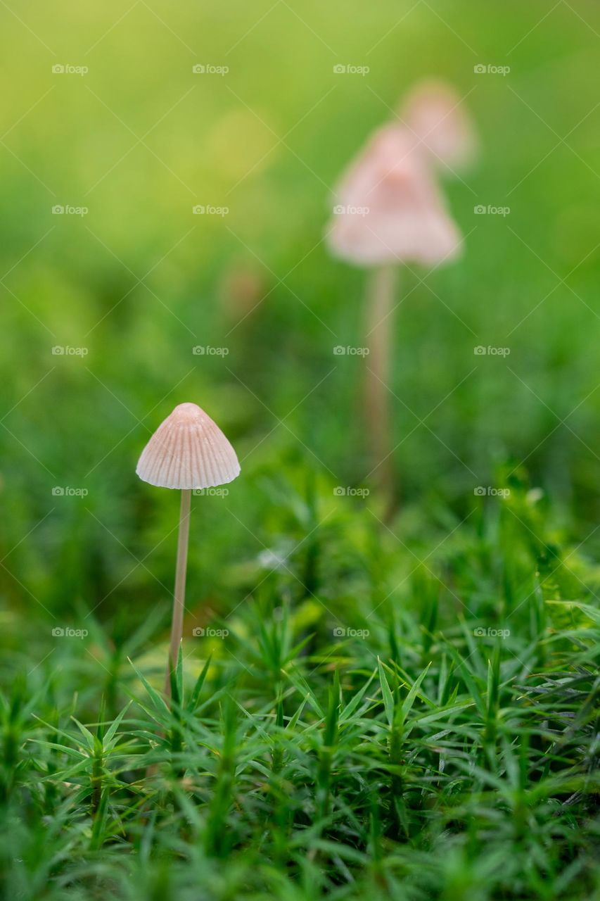 Closeup or macro of small mushrooms 