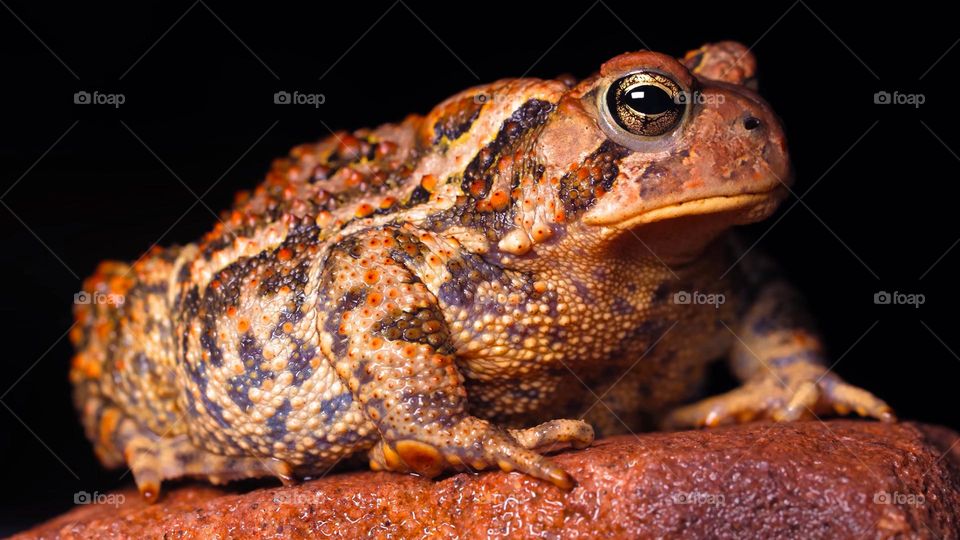 Frog-this animal will be found at the afternoon arround 5pm till evening or dark place sometimes in wet jungle even there some light of nature.