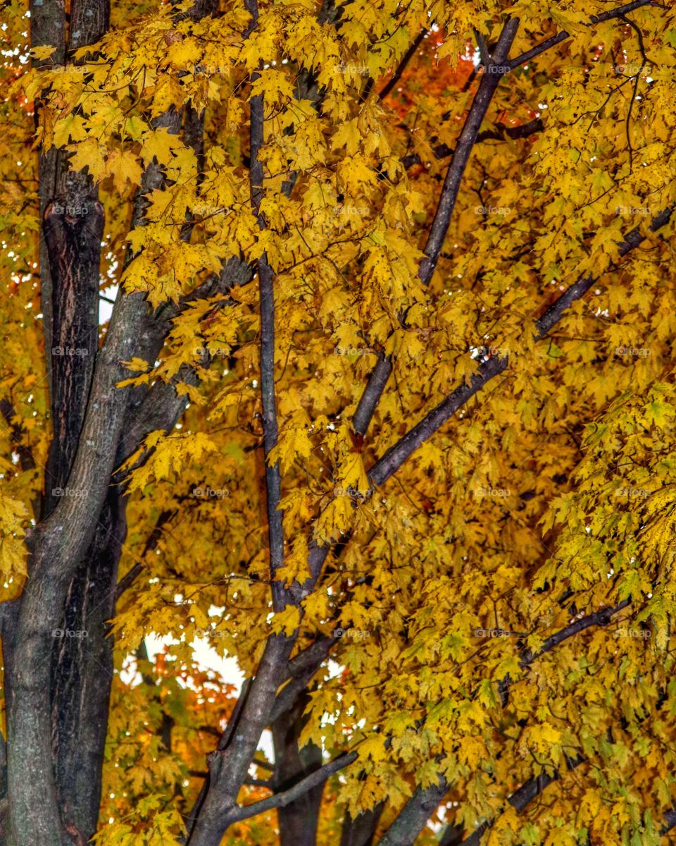 golden leaves of autumn