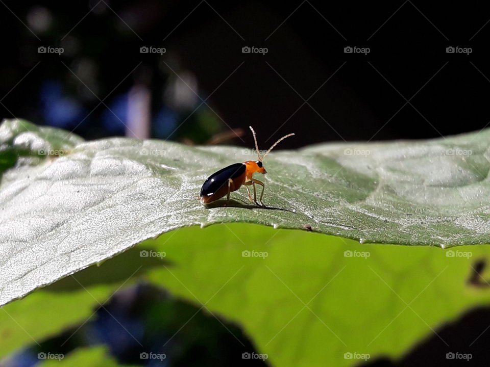 A ladybug on a green leaf