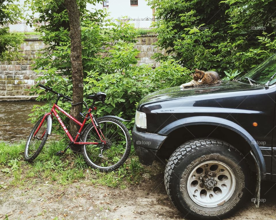 Cat sleeping on the car 