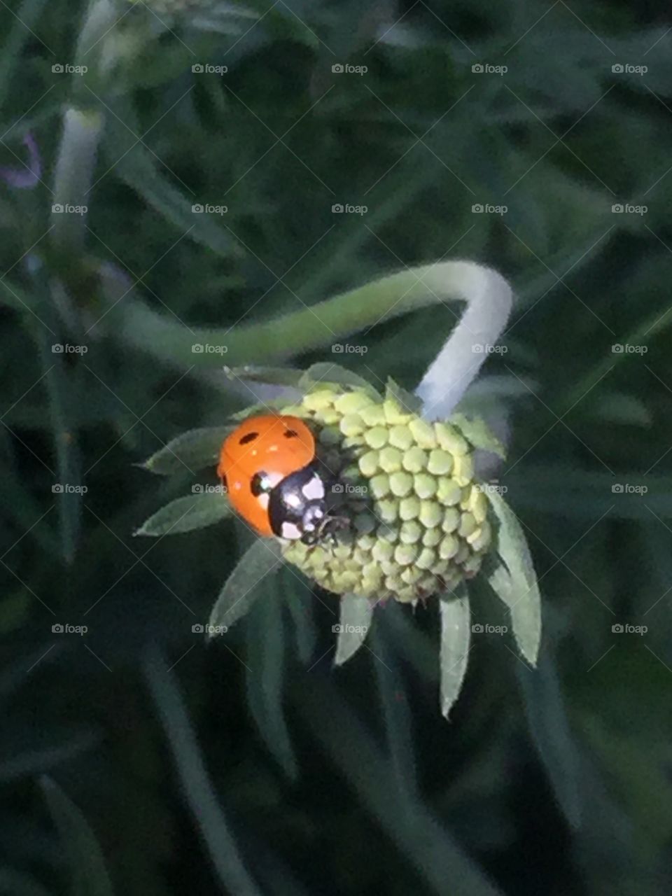 Ladybug on a bud