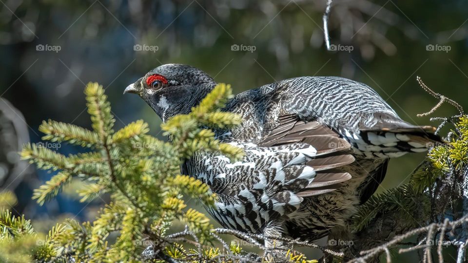 Male spruce grouse (Falcipennis canadensis) perched in a black spruce, warming up in the sun
