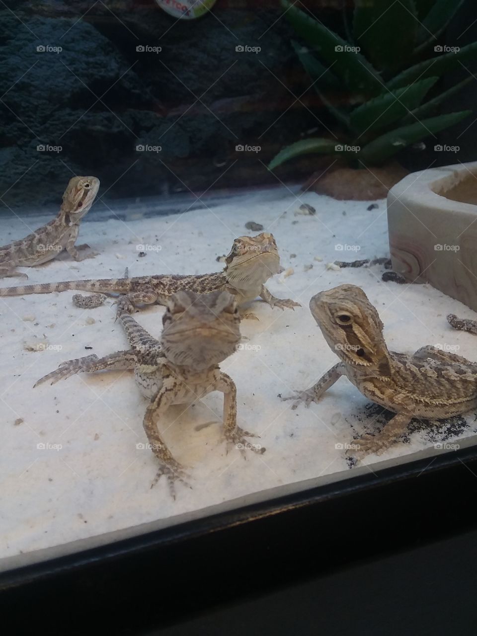 bearded dragons