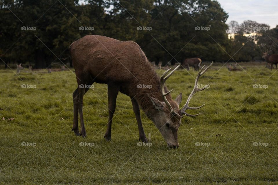 Beautiful brown colour deer