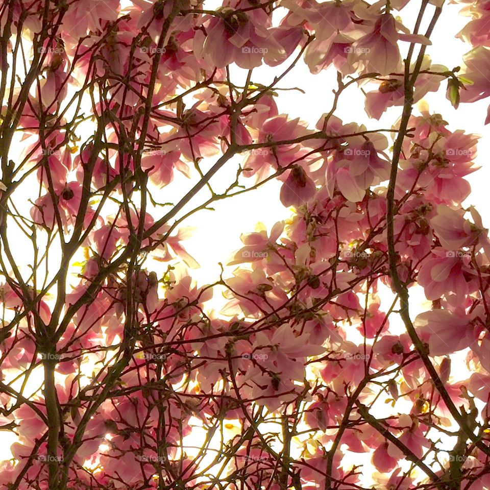 Underneath The Magnolias. Looking up underneath a magnolia tree.