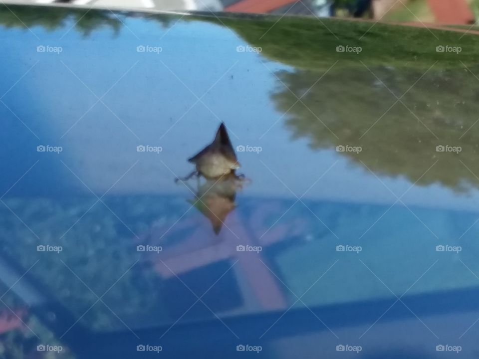 little bug on windshield