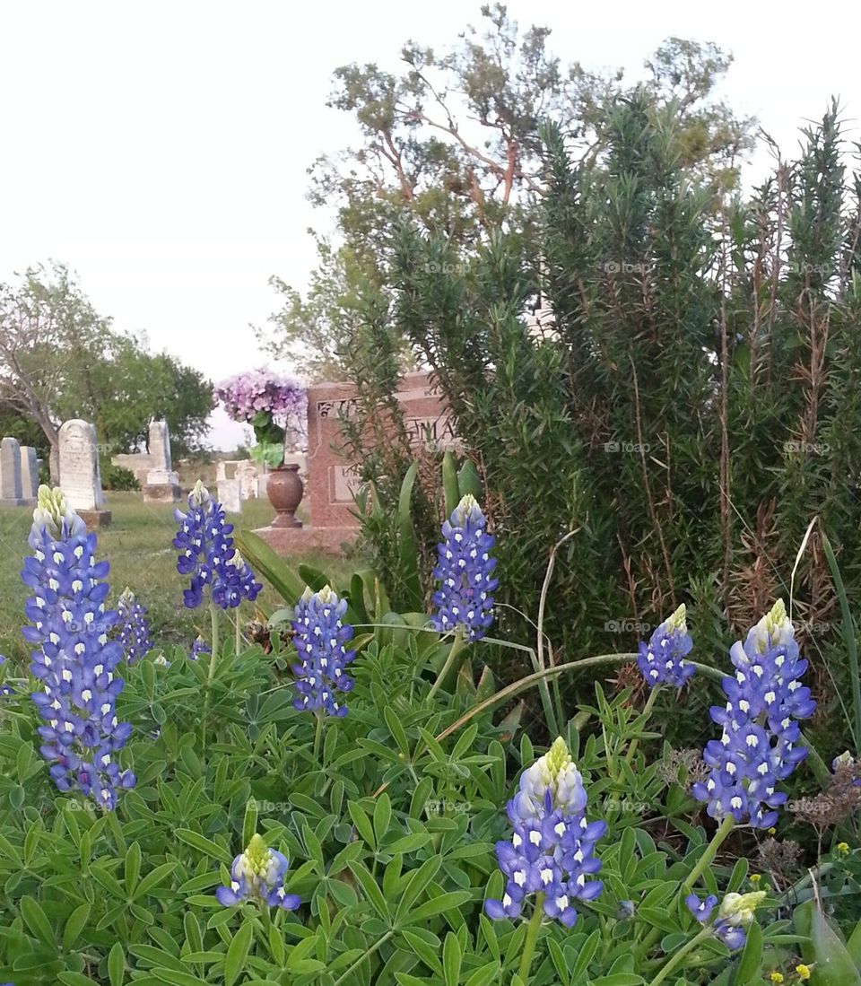 Rosemary and Bluebonnets