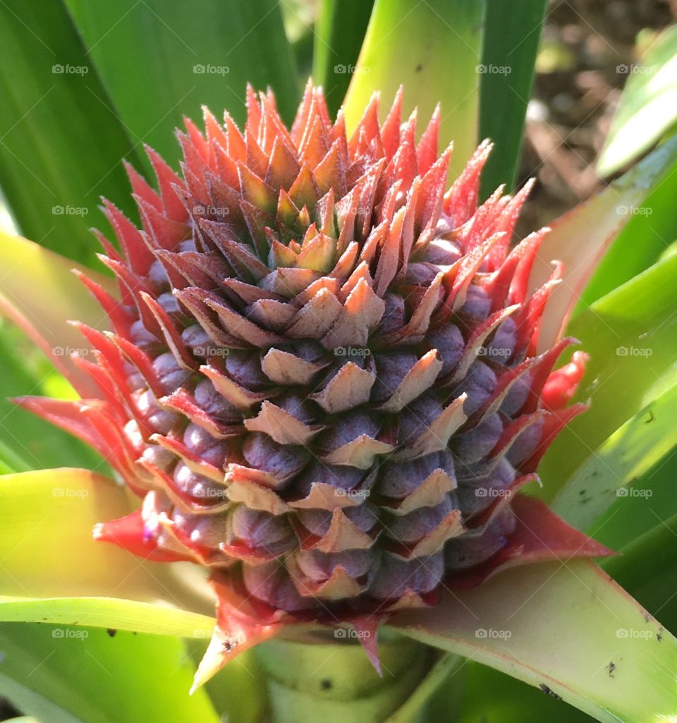 Pineapple Growing