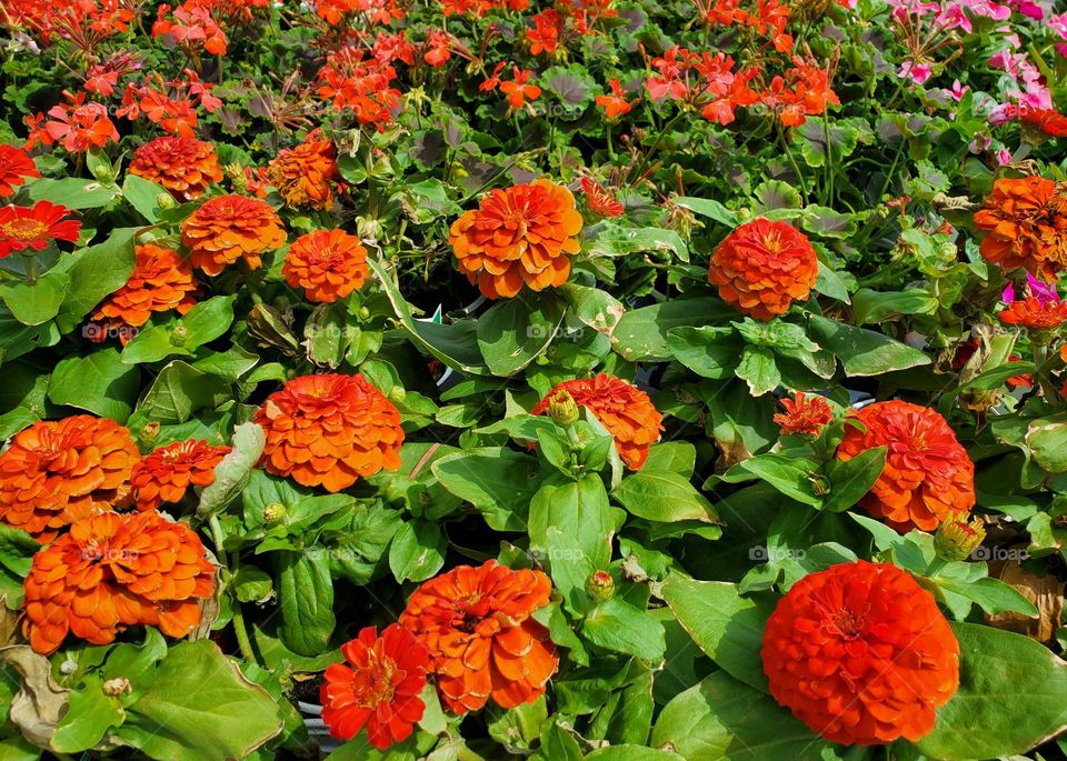 Orange Flowers in the Garden