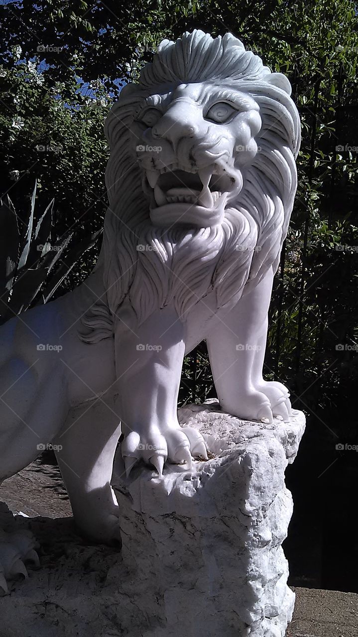 Lord of the jungle. Out walking passing 