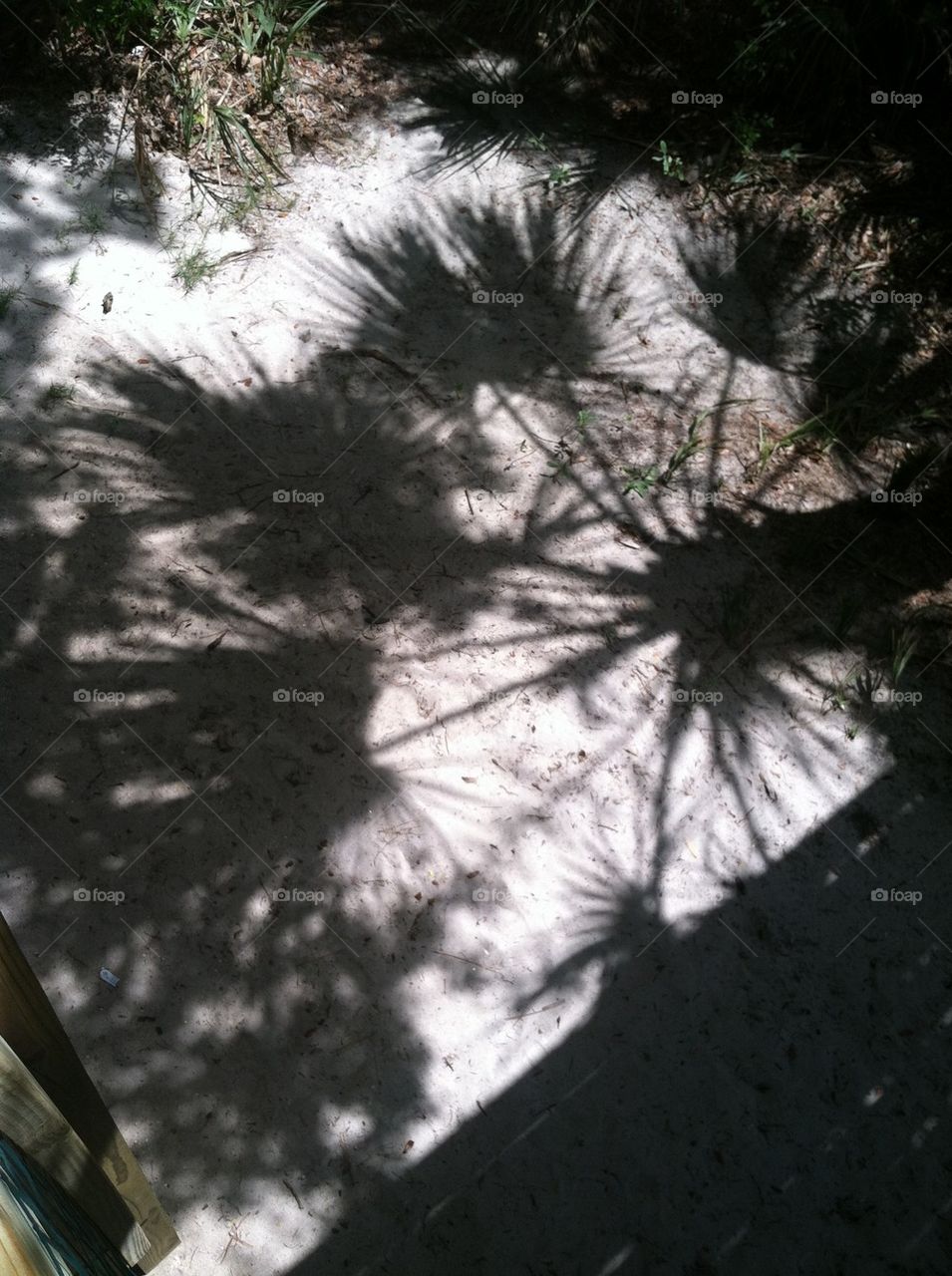 Palm tree shadow 