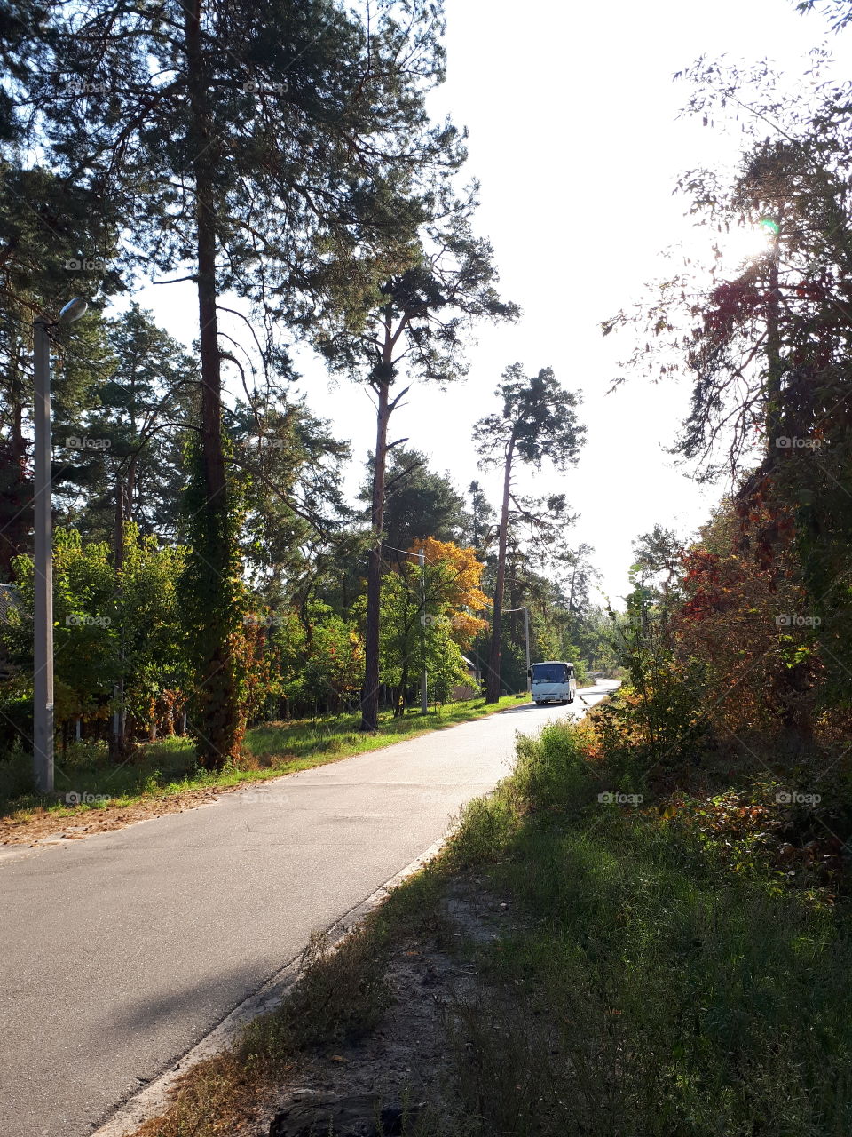 Autumn road