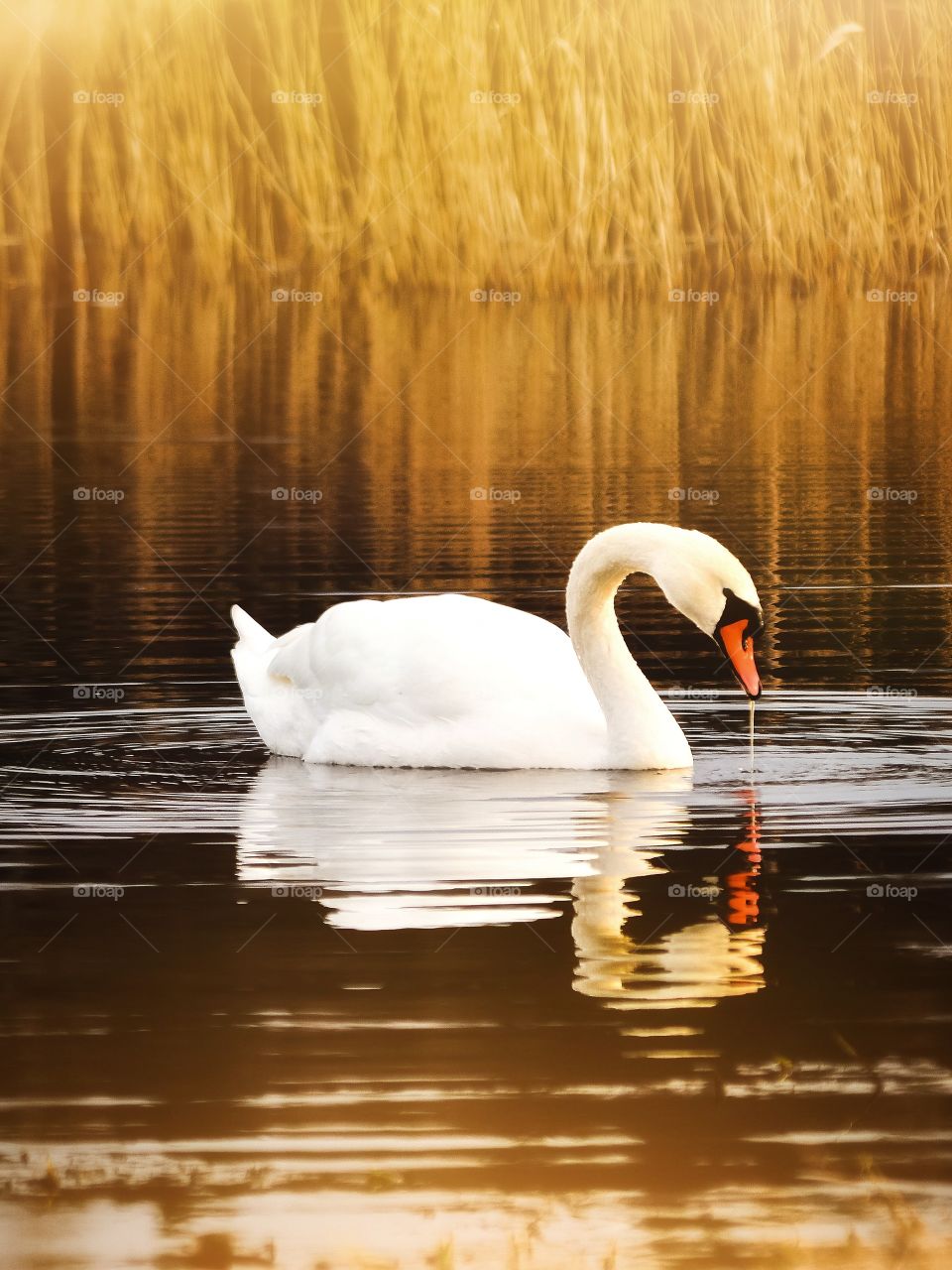 Swan