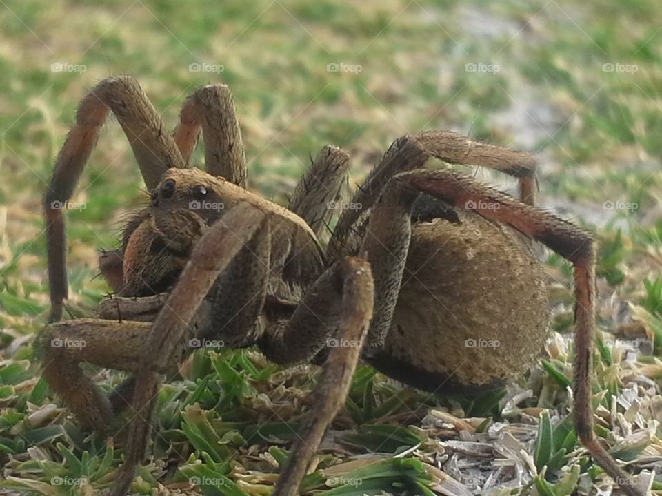 grass spider
