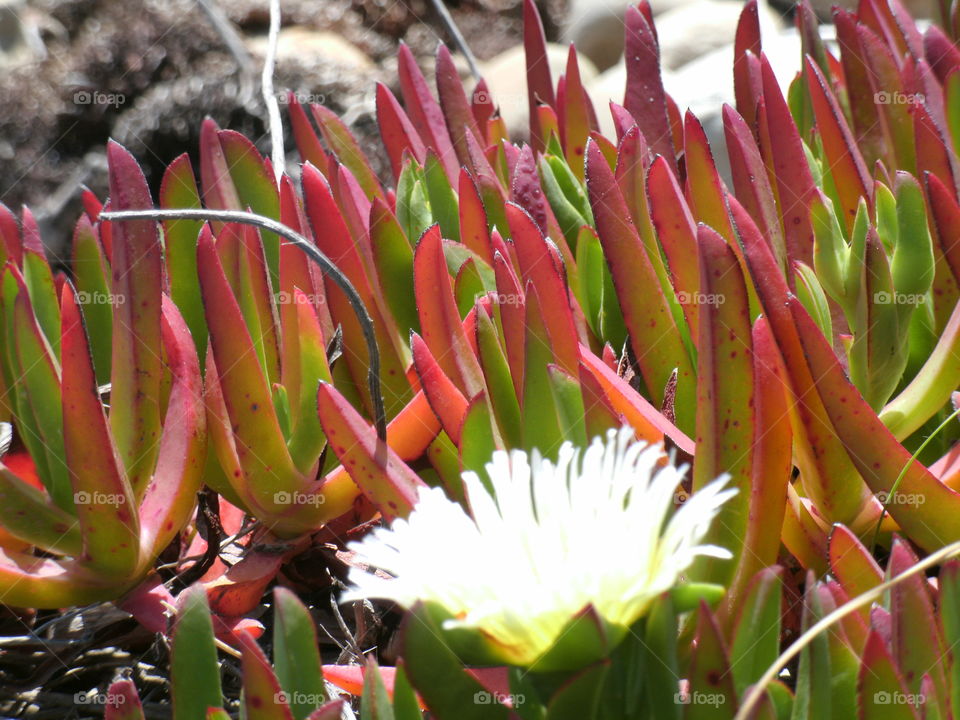 Ice plant at the Beach. Ice plant