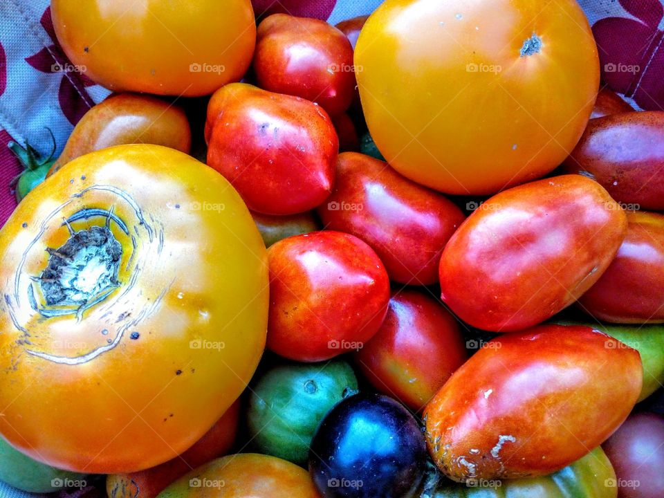 Colorful organic garden tomatoes.