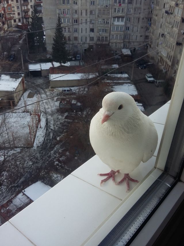 Pigeon 5