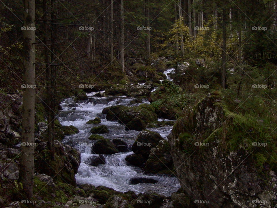 Water And The Forest