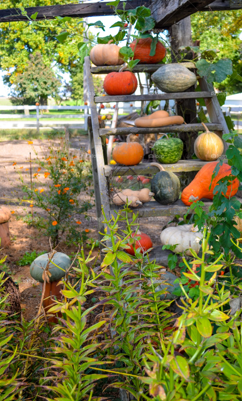 Squash displayed on a ladder at a local pumpkin patch in the fall