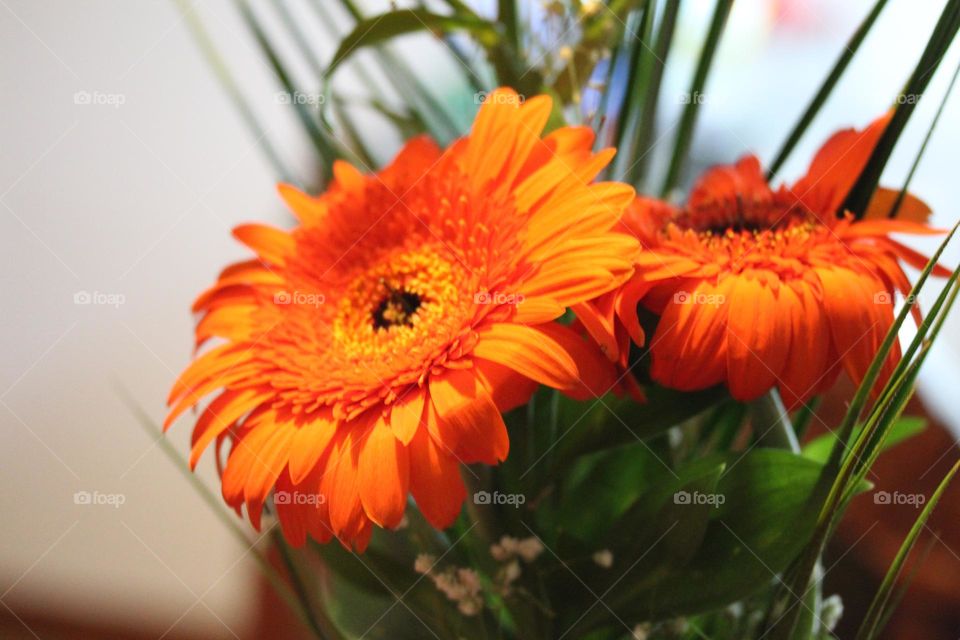 Gerber - orange flower