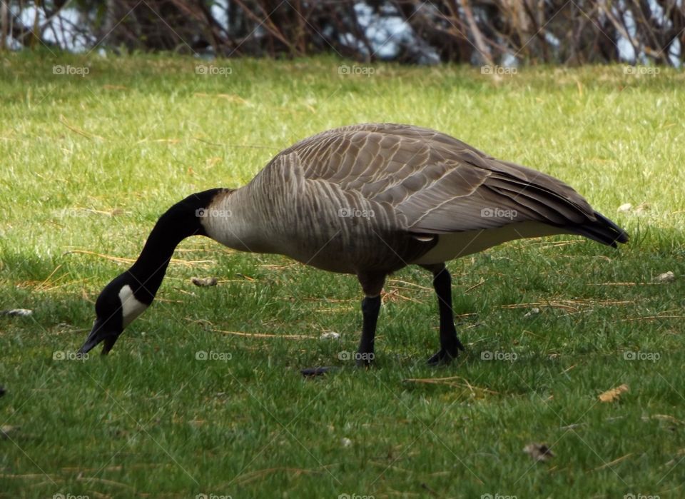 Canadian goose 