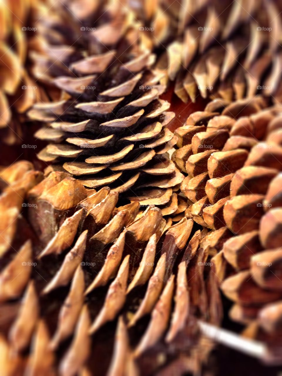 Pine Cone Macro