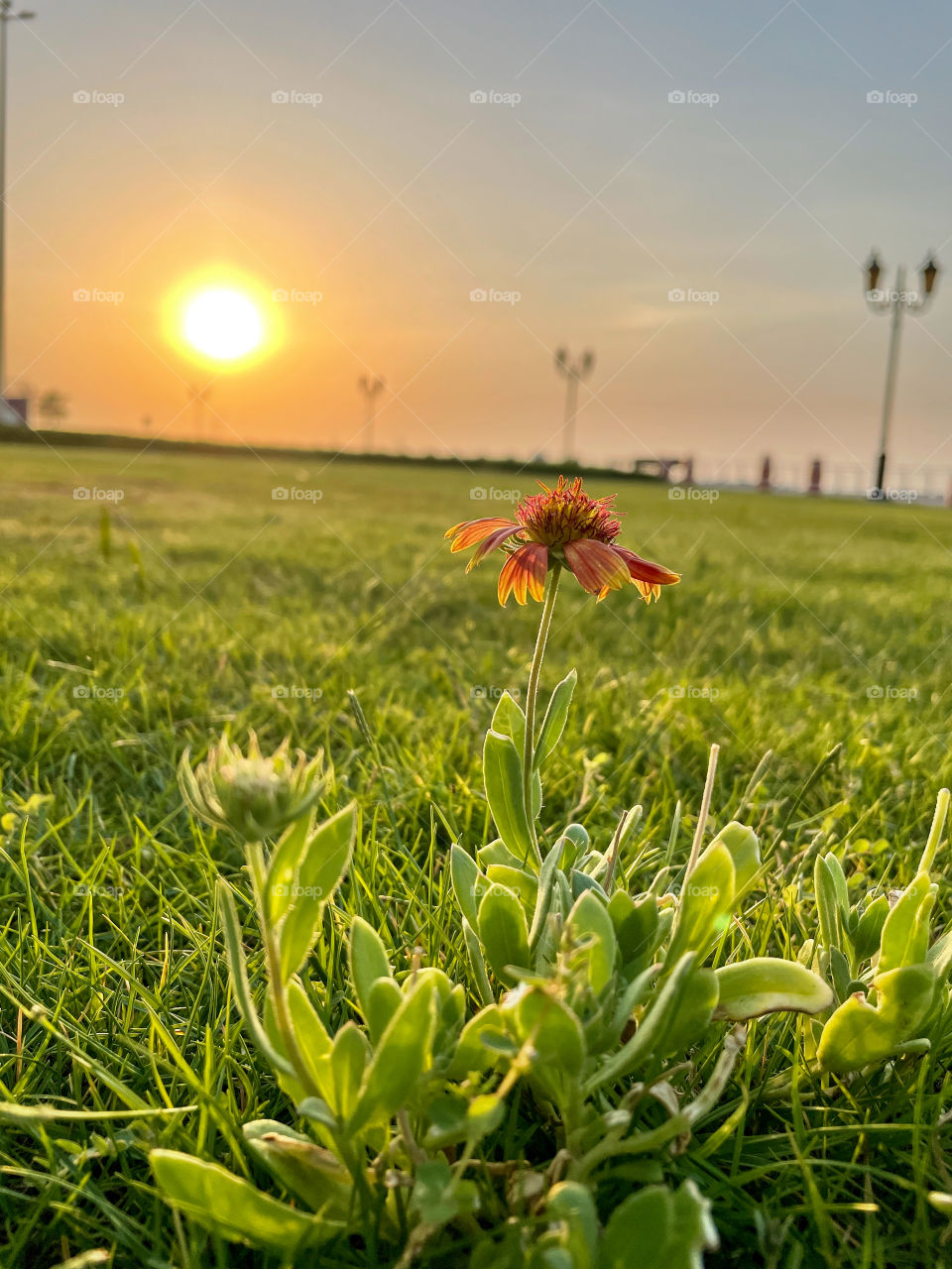 The magical outside. Beautiful sunset view through a small flowering plant