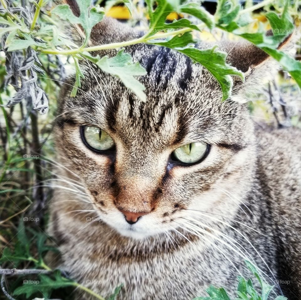 I'm tired of you taking photos of me please go away look of a green eyed tabby cat.