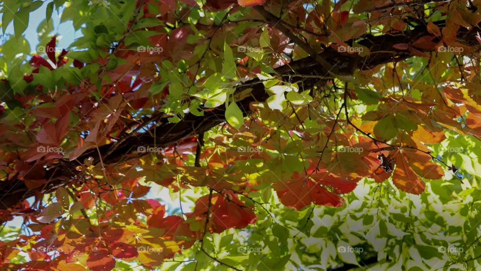 beautiful fall leaves