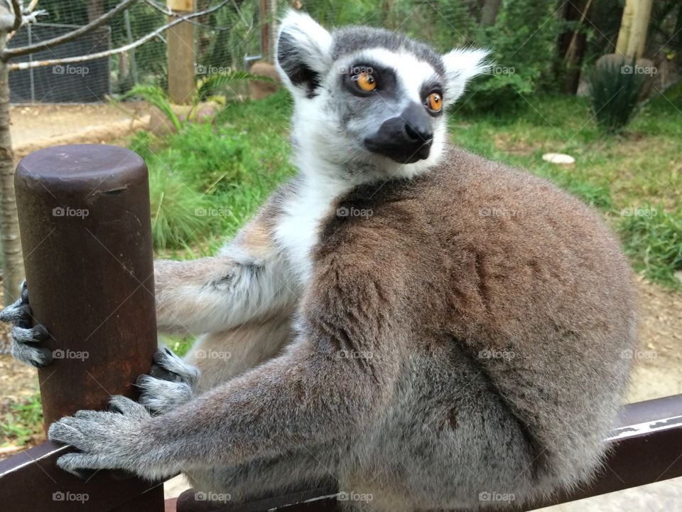 Lemur on ledge