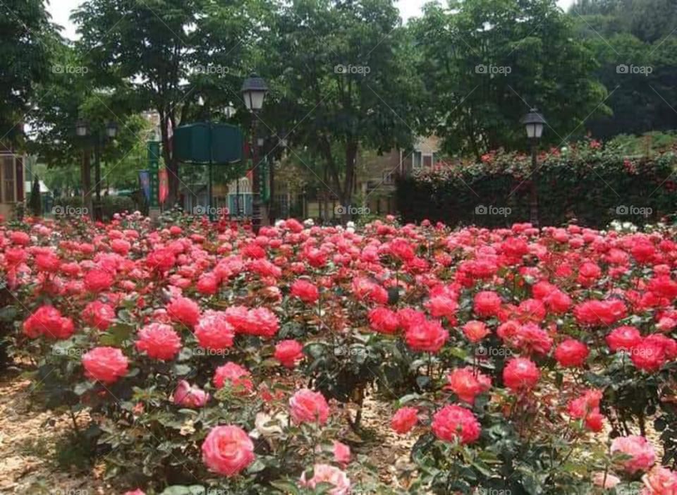 Roses at Everland, Seoul
