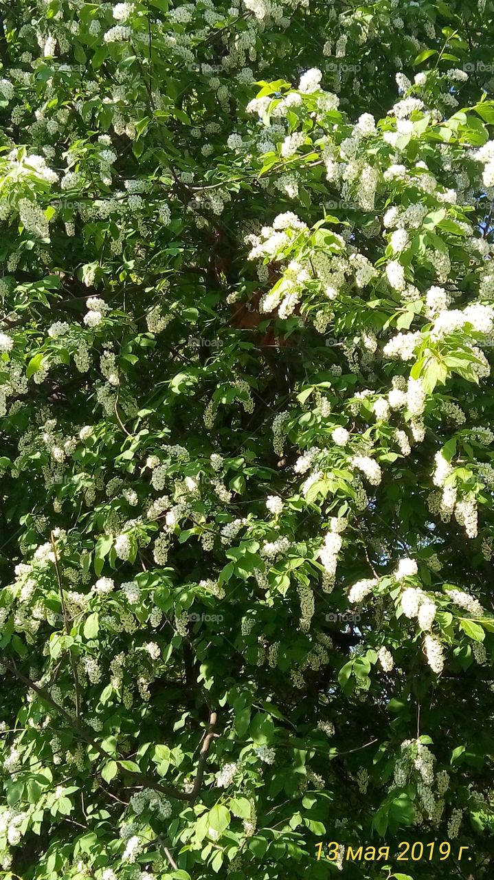 Bird-cherry tree