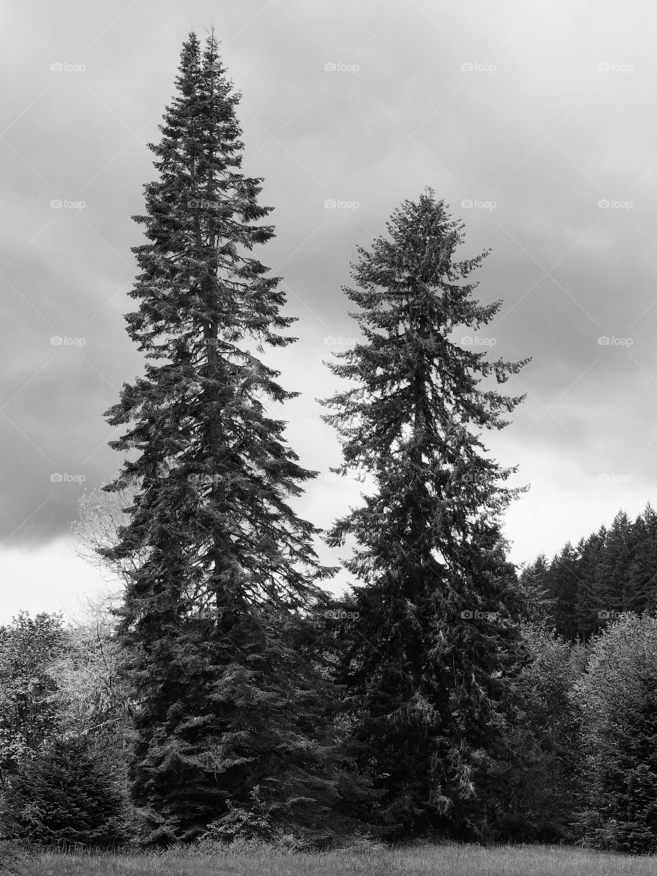 Two fir trees tower into a stormy sky