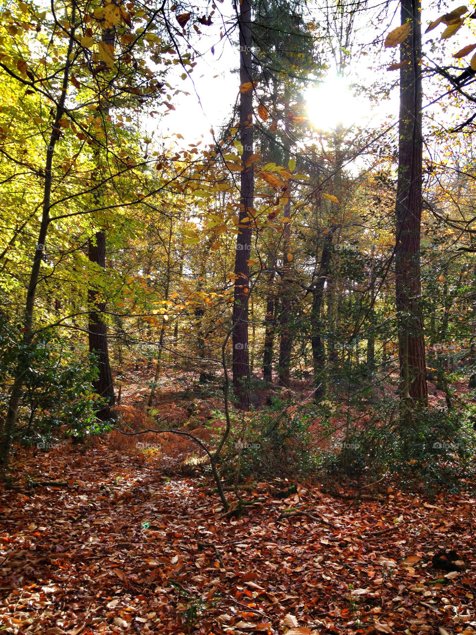 green orange trees leaves by ShutterBug_NikonGirl