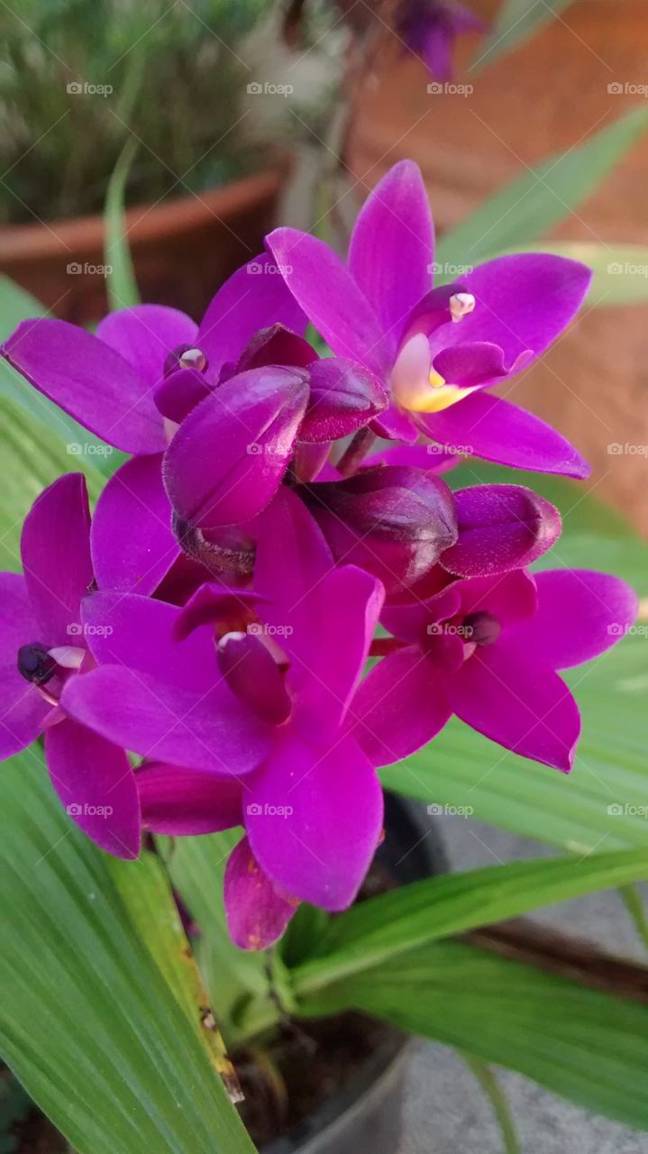 Aromatic orchid