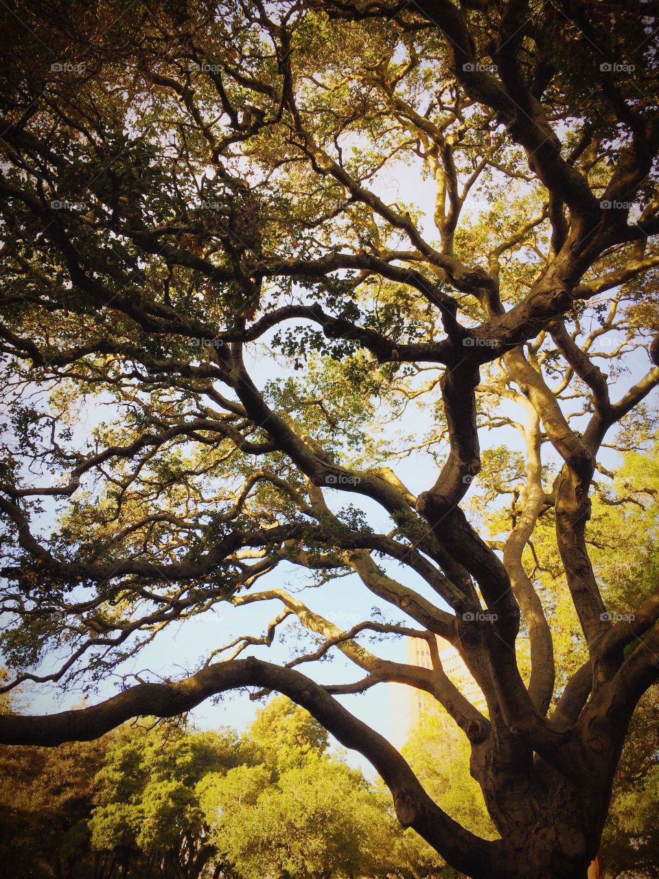 tree in field