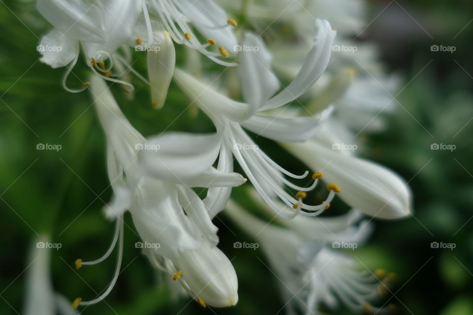 Close-up of white agapanthus 