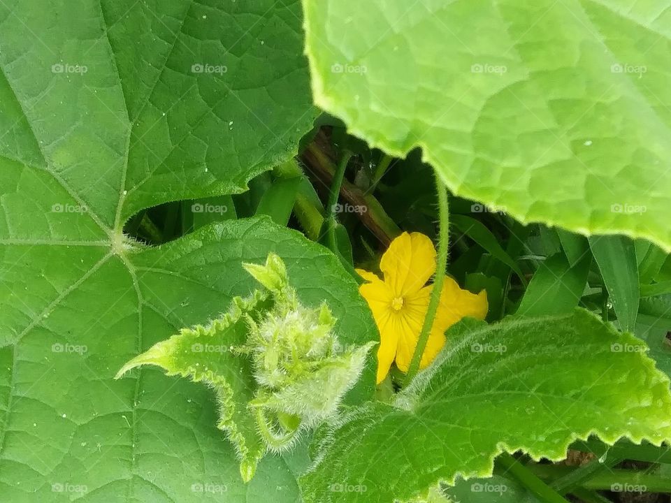 fresh growth on a vine