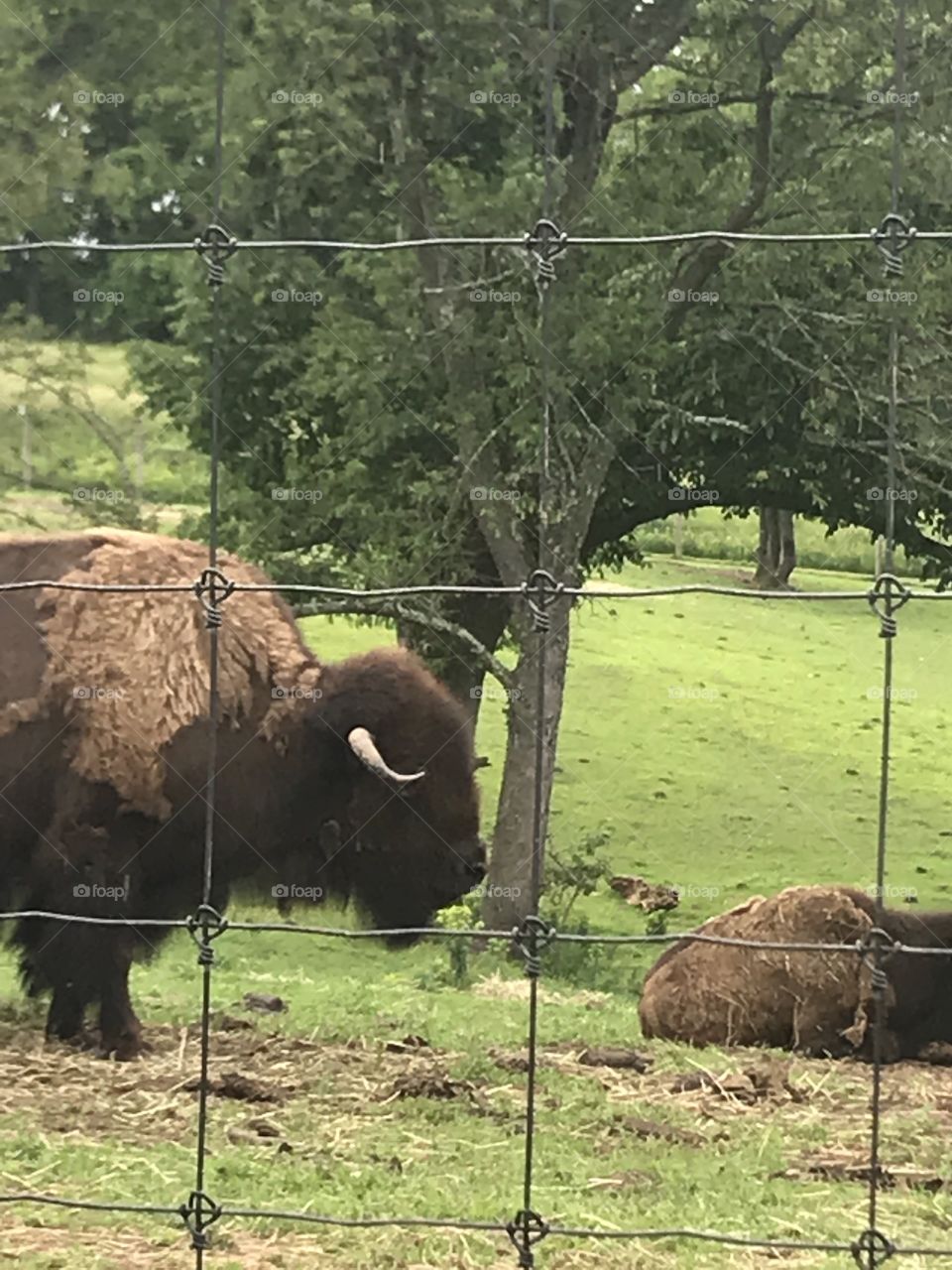 Bison out in the sun 