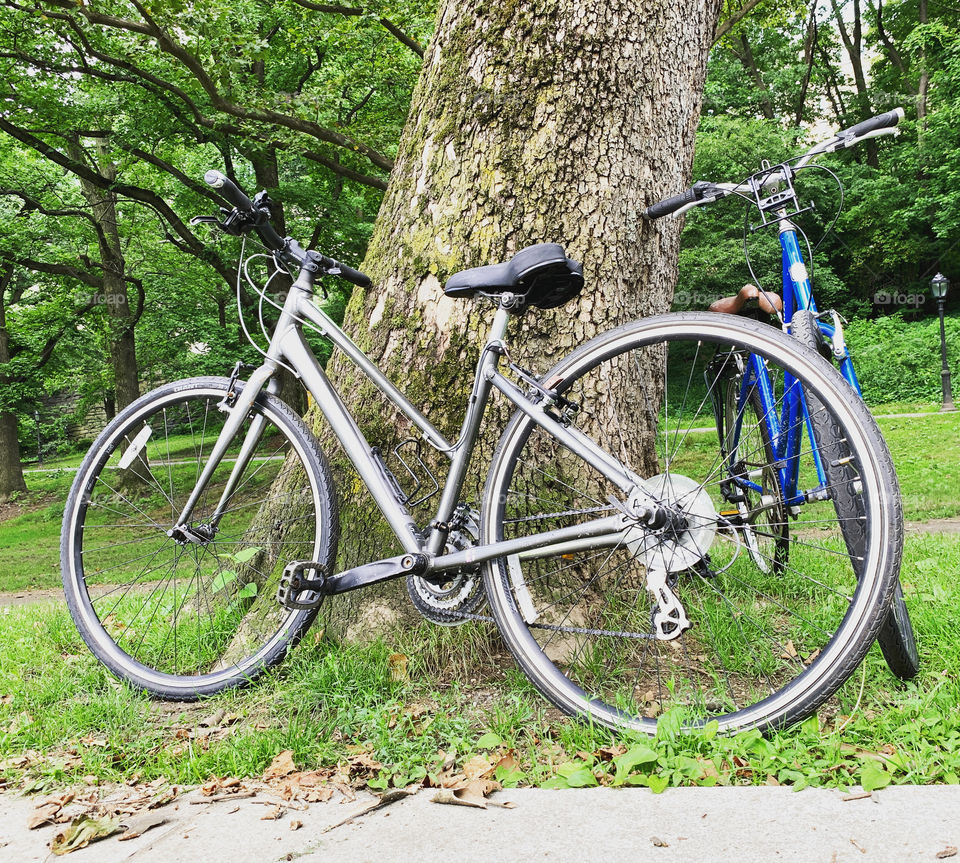 Two bikes around the tree. Riverside park it is enjoyable to do some biking. The trunk and the bikes.