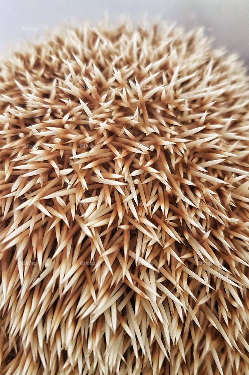 close up hedgehog spikes