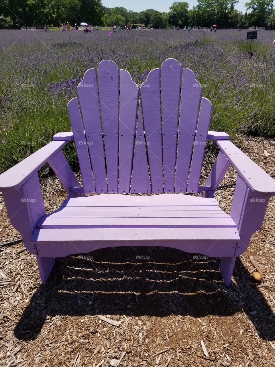 Purple Adirondack chair