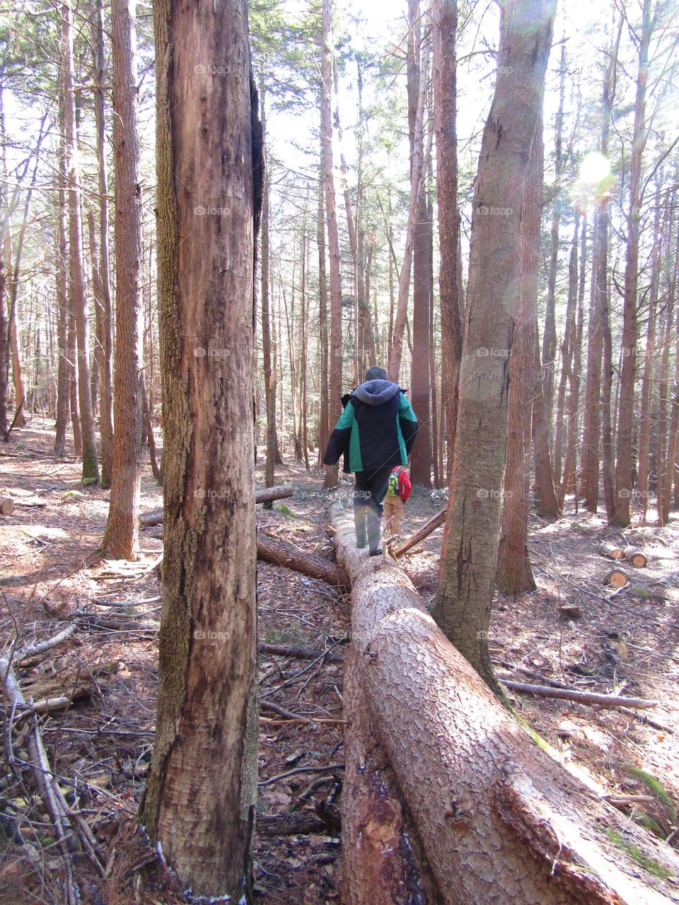 Walking through the forest, February in New England