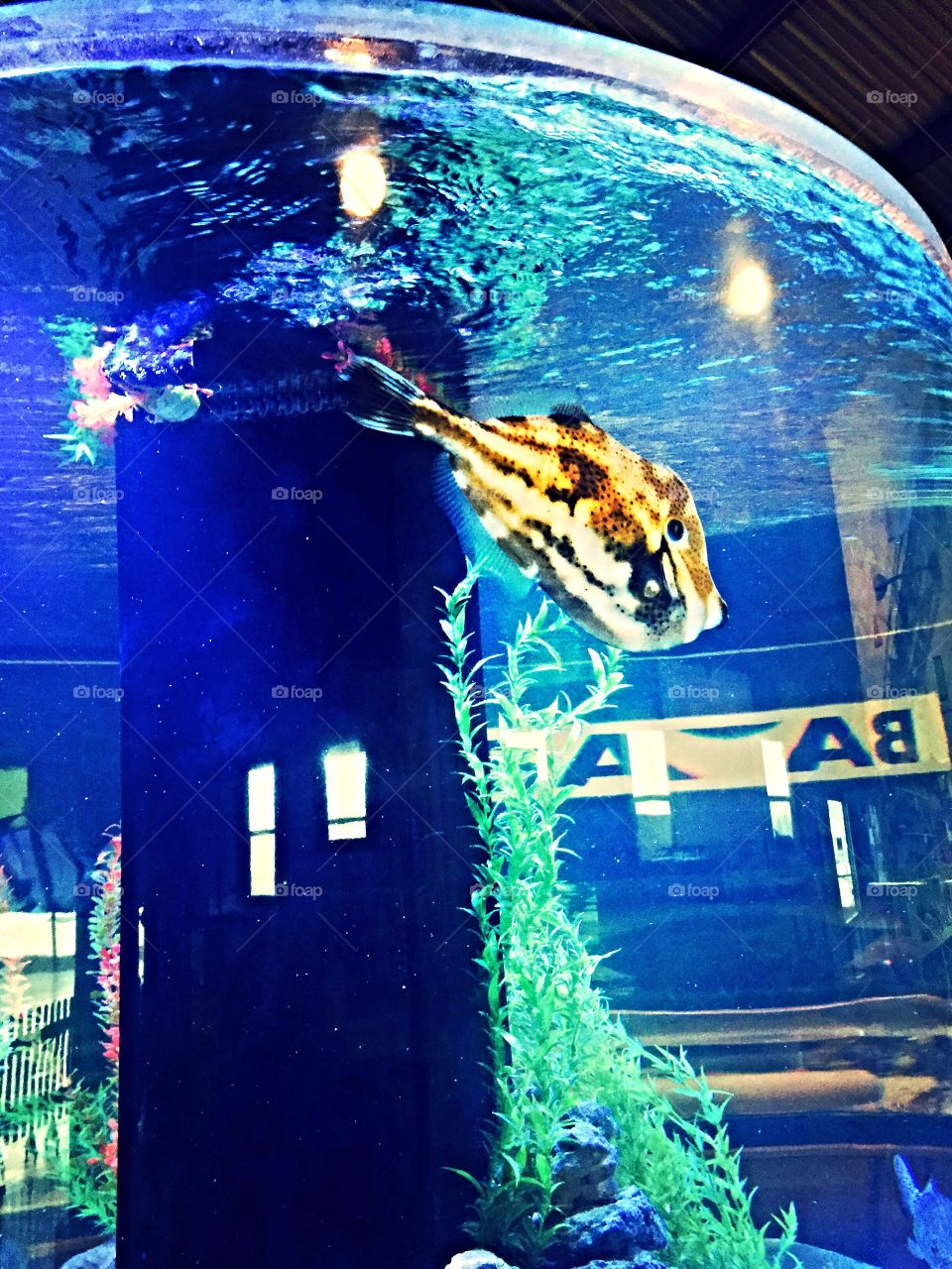 Aquarium. Beautiful fish