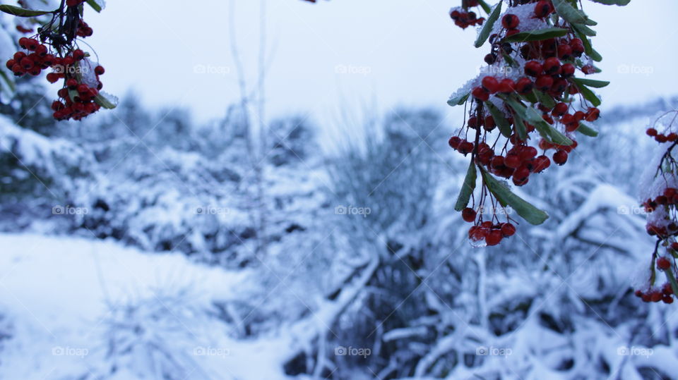 winter berries