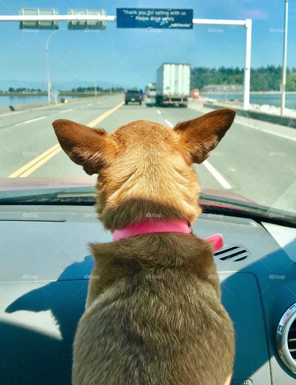 Chihuahua dog acts as copilot as his family drives down sunny highway (marks removed from window)