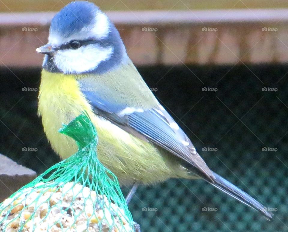 Blue tit 