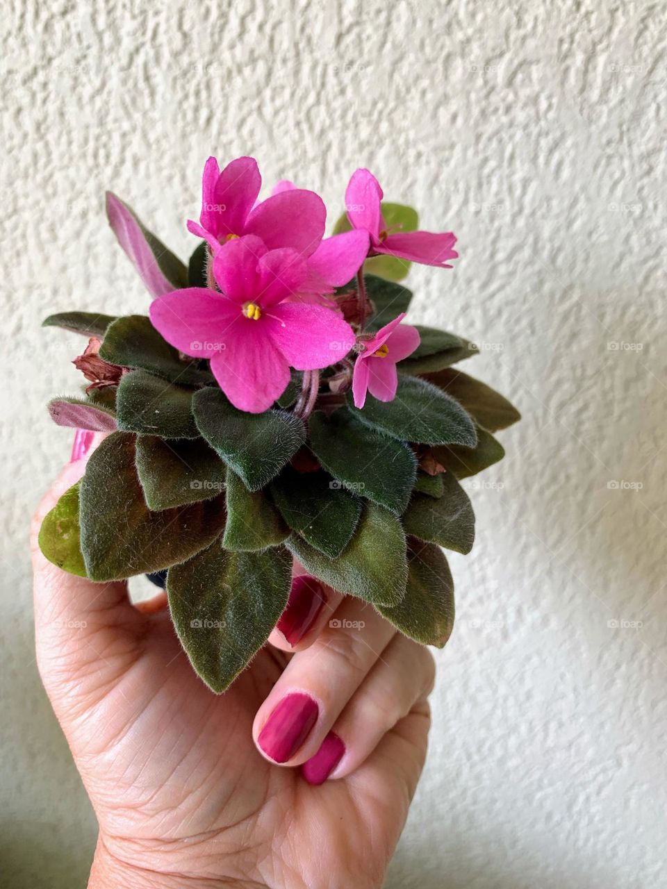 Hand holding a potted plant