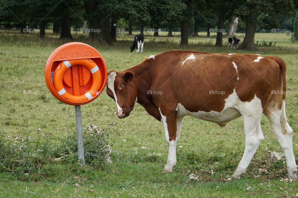 a cow scratching his head